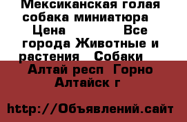 Мексиканская голая собака миниатюра › Цена ­ 53 000 - Все города Животные и растения » Собаки   . Алтай респ.,Горно-Алтайск г.